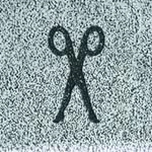 @scissorsisters profile image