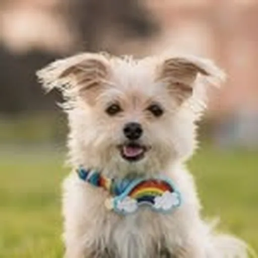 @scoobysf profile image