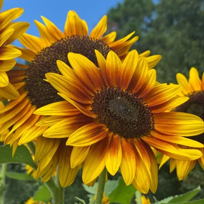 @seedtoplate67 profile image