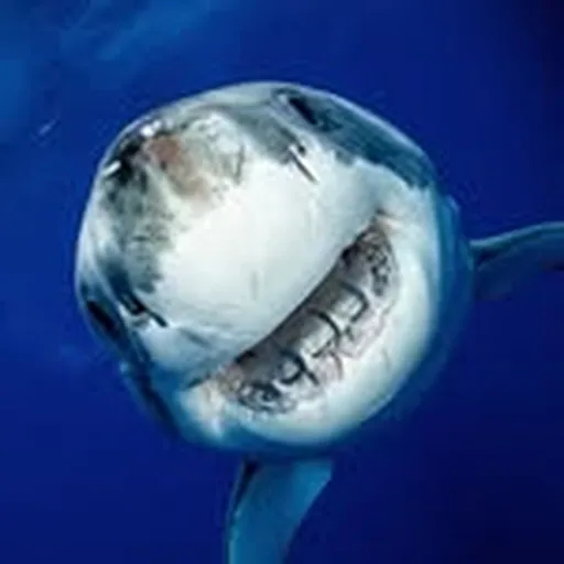 @shark_explorers profile image