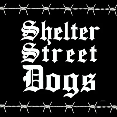 @shelterstreetdogs profile image