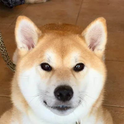@shibainu.gaku profile image