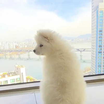 @shine.samoyed profile image