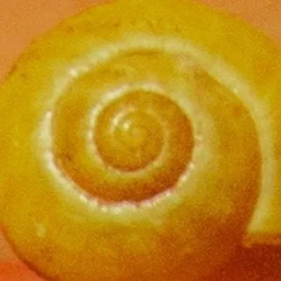 @shirberts profile image