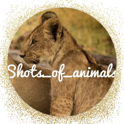 @shots_of_animals profile image