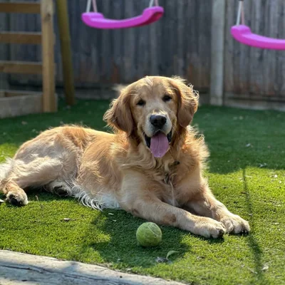 @simba_golden_monster profile image