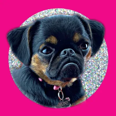 @simonethegriff profile image