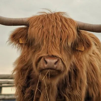 @simply.scotland profile image