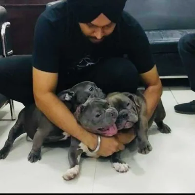 @simranjit66616 profile image
