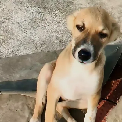 @singing__chorusdogs profile image