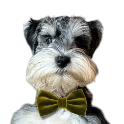 @sirarthurschnauzer profile image