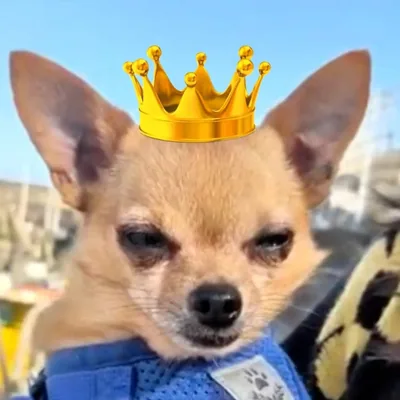 @sirhenrythesmall profile image