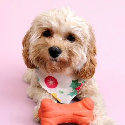 @skyethecockapoooo profile image