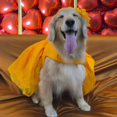 @snoopy_the_retriever_ profile image