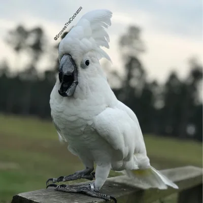 @snoweethecockatoo profile image