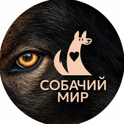 @sobachiy_mir_krsk profile image