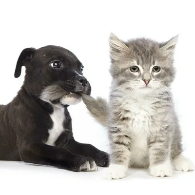 @southamptonanimalshelteradopt profile image