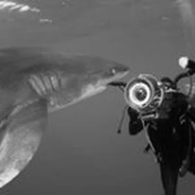 @spacesharkearth profile image