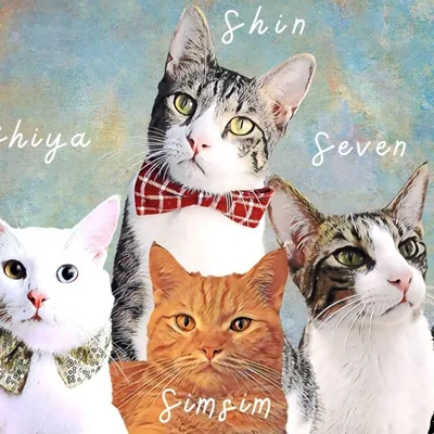 @ssscats.qa profile image