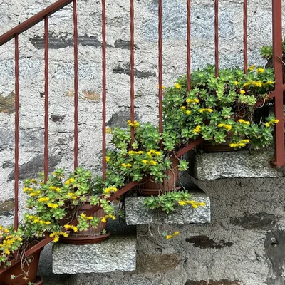 @stairspoetry profile image