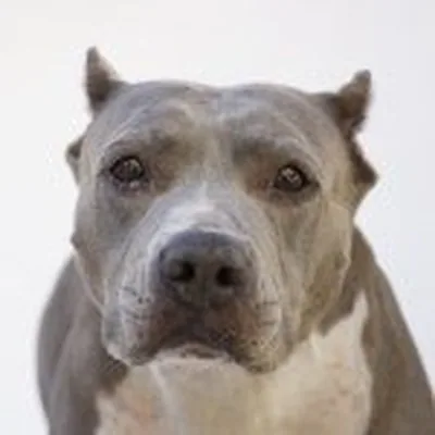 @standupforpitsfoundation profile image