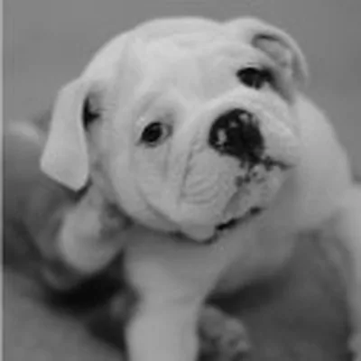 @starkthebulldog profile image