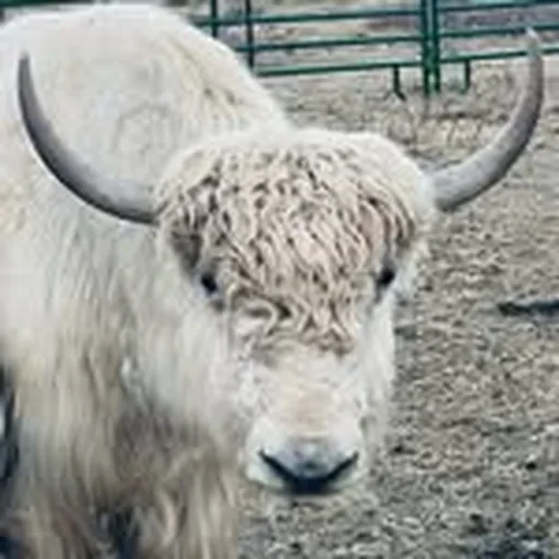 @staryakranch profile image