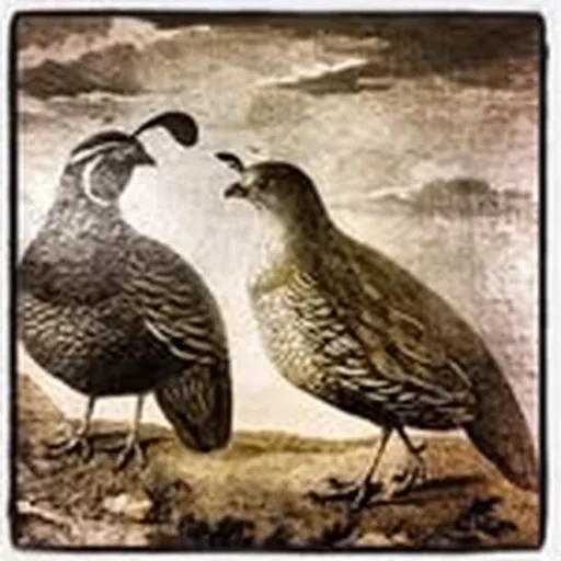 @statebirdprovisions profile image