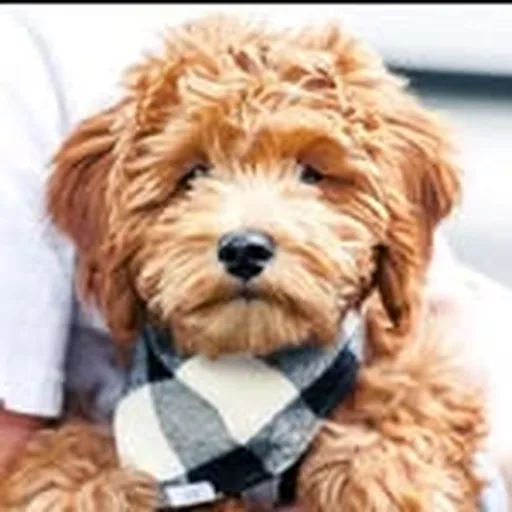 @staygoldendoodles profile image