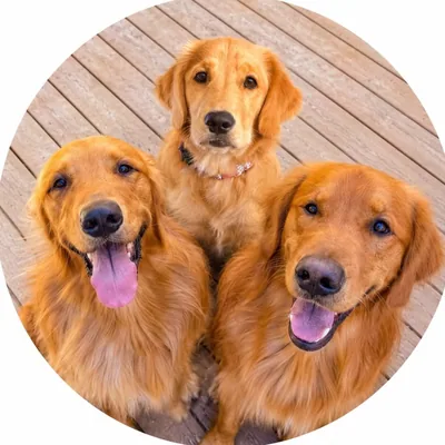@staygoldenduo profile image