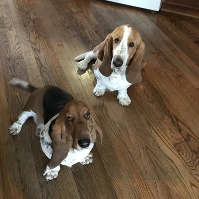 @stormythebasset_and_susieq profile image