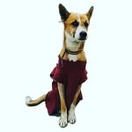 @stray_dog_pluto profile image
