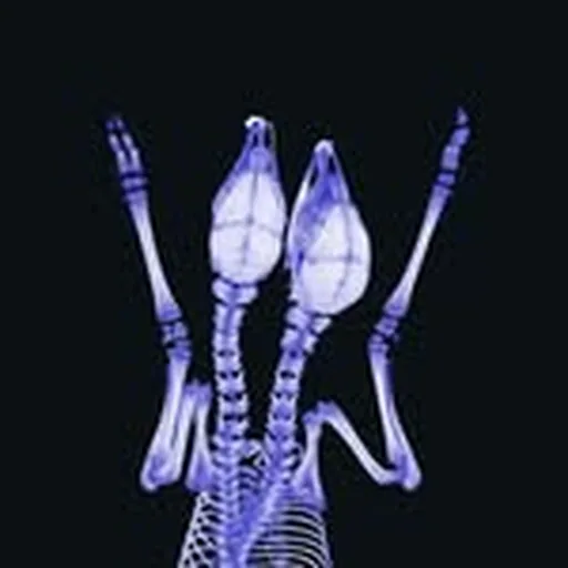 @strstdnt profile image
