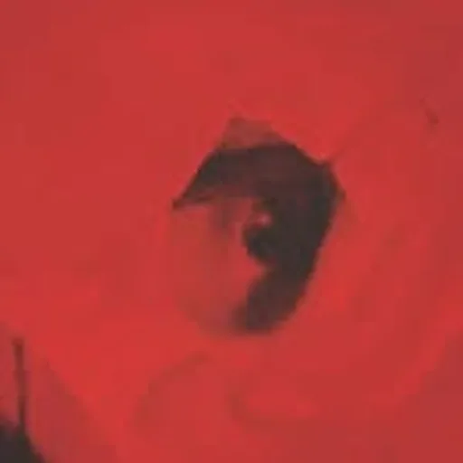 @sub_lation profile image