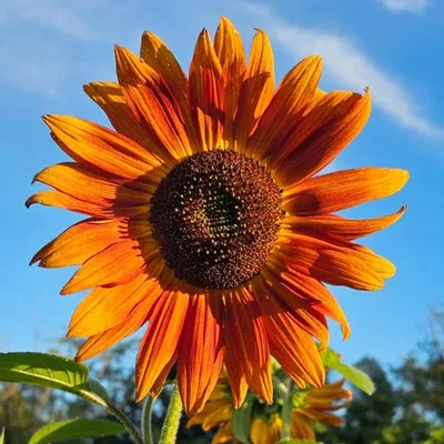 @sunflowercafebc profile image
