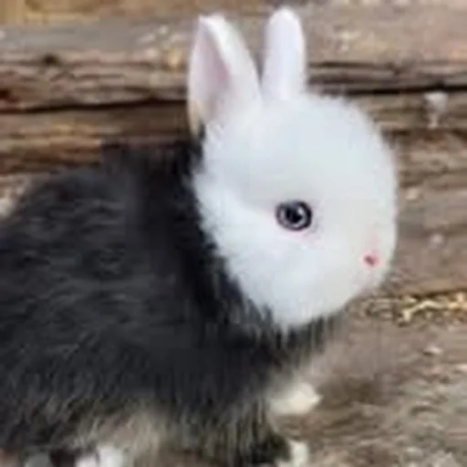@swe_bunnies profile image
