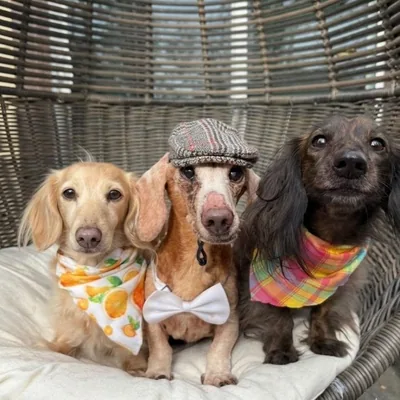 @tailof2dachshunds profile image