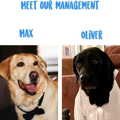 @tailsofmaxandoliver profile image