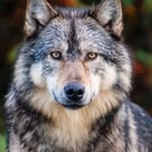 @takayalonewolf profile image