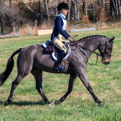 @talltaleequestrian profile image