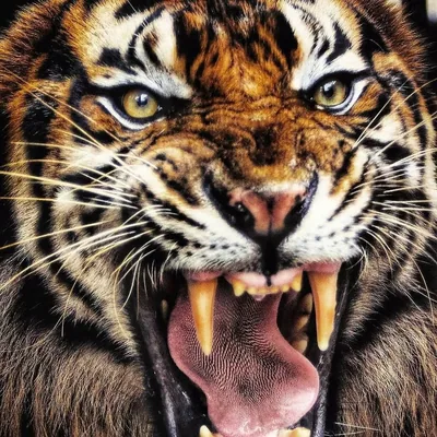 @tamblingwildlife profile image