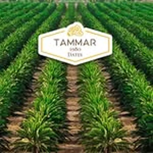 @tammar.dates profile image