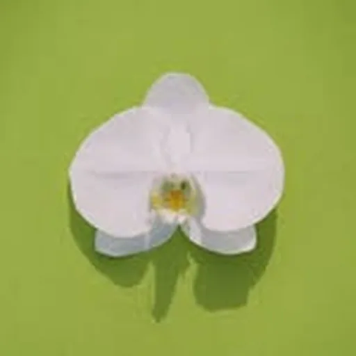 @tashjah profile image