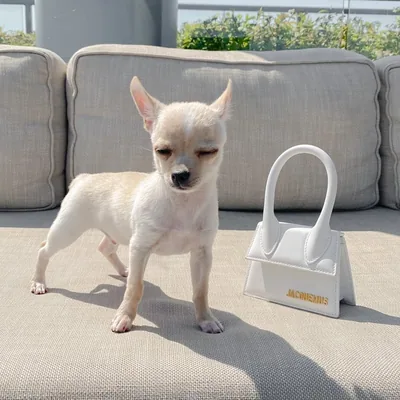 @teddiechihuahua profile image