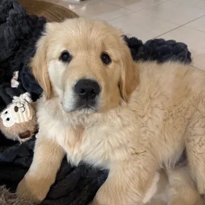 @teddy.time_goldenretriever profile image
