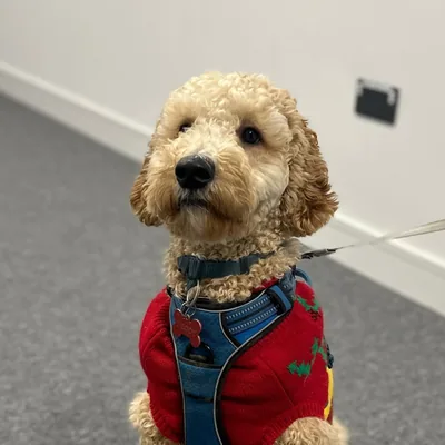 @teddy_in_ireland profile image