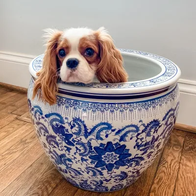 @teddythecavking profile image
