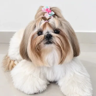 @teodora_shitzu profile image