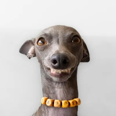 @tessie_happy_iggy profile image