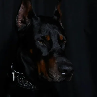 @thatdogeros profile image